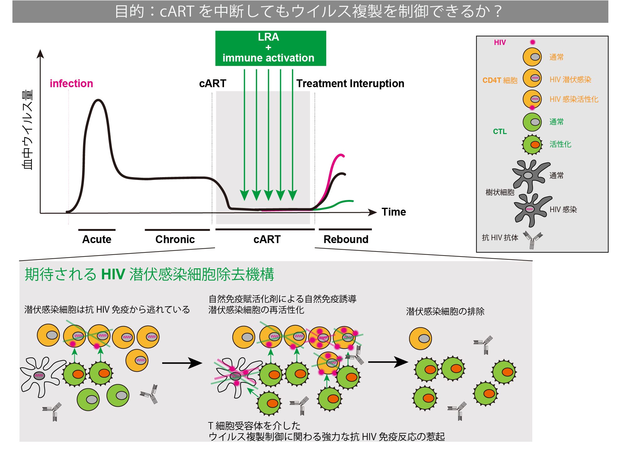 【概要図】エイズ治療を目的とした新規T細胞性免疫活性化療法の研究