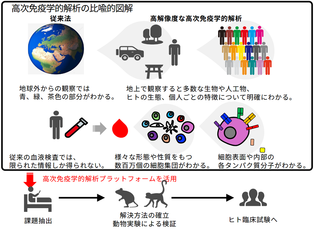 高次免疫学的解析の比喩的図解