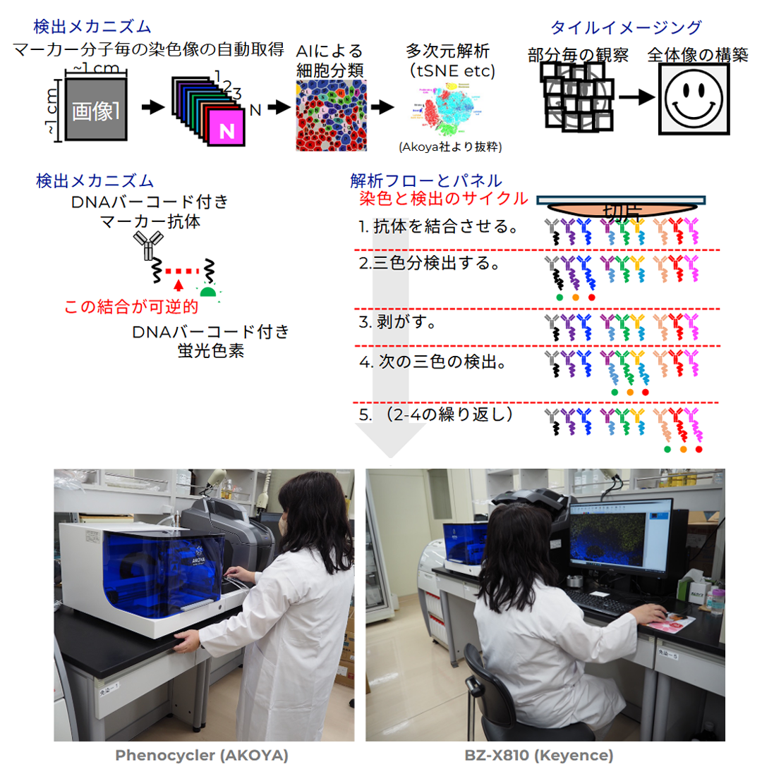 微小環境マルチプレックス Spatial解析システム