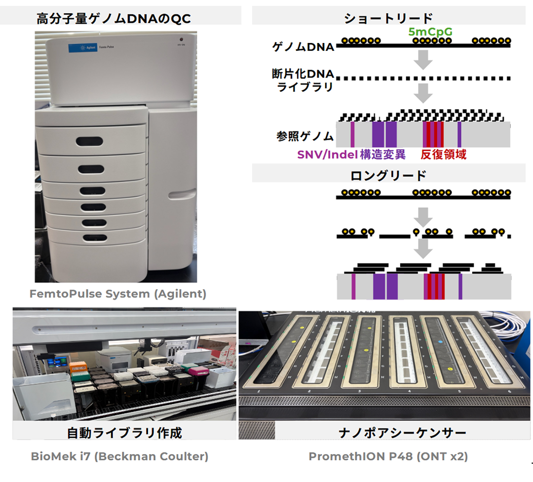 ロングリード配列解析プラットフォーム