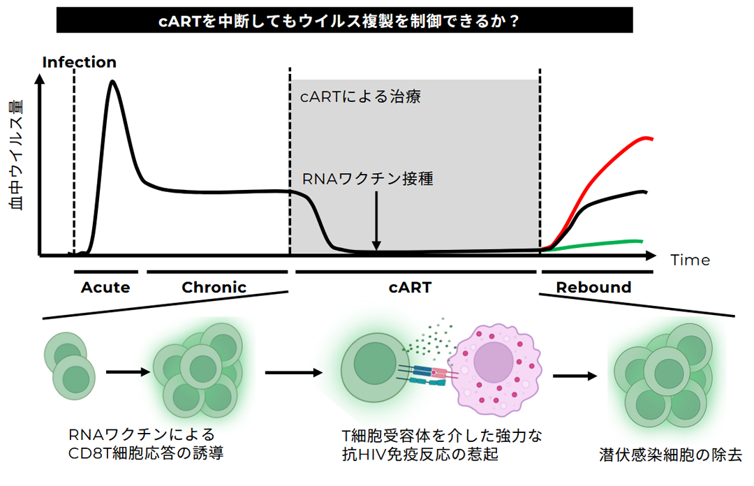 エイズ根治を⽬指した免疫療法の開発