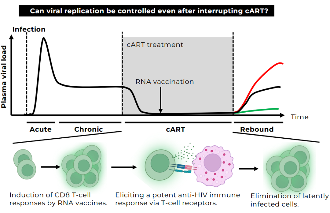 Can viral replication be controlled even after interrupting cART?