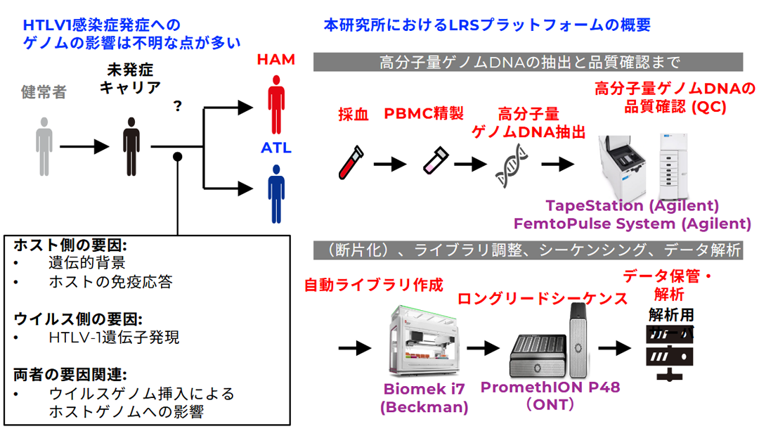 HTLV-1感染症（ATL/HAM）関連病態関連免疫ゲノム・オミクス解析