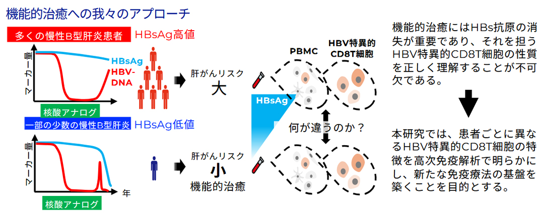functional cureを目指したB型肝炎ウイルス治療用ワクチンの開発