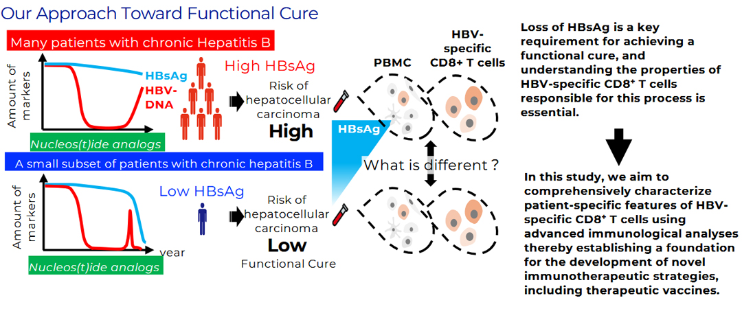 Development of a Therapeutic Vaccine for Hepatitis B Virus Aimed at Achieving a Functional Cure