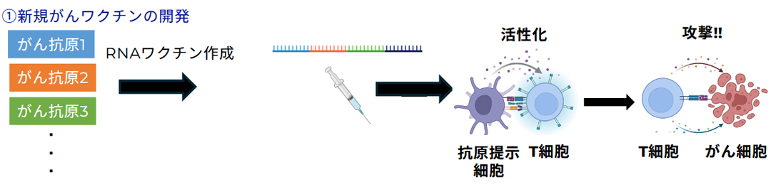 難治性がんに対する新規がん免疫療法の開発