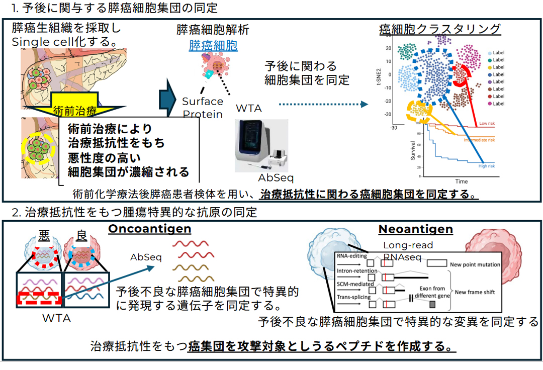 難治性がんに対する新規がん免疫療法の開発